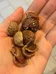 Sample Of Soap Nuts photo 1