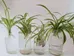 Free Spider Plant Babies photo 1