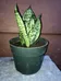 Snake Plant! Indoor House Plant photo 1