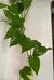 Pothos Clippings photo 1