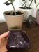 Purple Italian leather coin purse photo 2