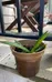Baby Aloe photo 1