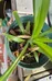 Healthy Spider Plant photo 2
