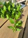 Organic MINT Plant ! photo 6