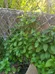 Organic MINT Plant ! photo 4