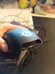 Steelseries Mouse Rival 300 photo 2