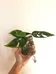 Monstera Adansonii Cuttings photo 1