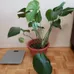 Monstera Motherload photo 3