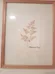 Framed Press Fern photo 1