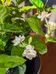 Arabian Tea Jasmine Cuttings 🌱 (4) photo 1