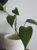 🆓Pothos Clipping photo 1