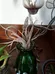 Dried Air Plants photo 2