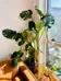Thriving Monstera (4 feet tall) photo 1