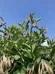 Comfrey Roots to Plant photo 1