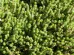 Murale Sedum Groundcover photo 1