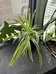 Spider plant  photo 1