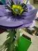 Large scale FLOWERS on weighted bases photo 4