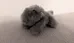 Small Grey Plush Cat Toy photo 1