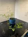 Healthy Flowering Jasmine plant  photo 2