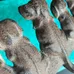 Cast Iron Puppy Hooks photo 6