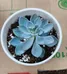 Echeveria ghost plant hybrid photo 2