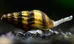 Assassin Snails photo 1