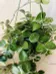 Hoya / Plant ISO list photo 1