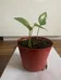 Pothos Plant photo 1