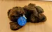 Brand New Purr-fection by MJC Beaver Plush Toy photo 1