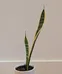 Snake plant  photo 1