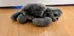 Small Plush Sea Turtle Toy photo 1