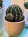 Cute Cactus in Pink Pot photo 1
