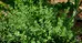 Fresh Thyme photo 1