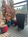 FREE Plant Pots photo 3