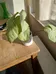 arrowhead plant photo 1