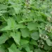 Fresh Garden Catnip photo 1