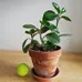 Peperomia Plant 01 photo 2
