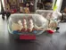 Boats in Bottles photo 2