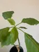 Brugmansia plants photo 2