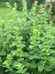 Lemon Balm to Plant photo 1