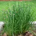 Chives to Plant photo 1