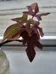 Rooted vine like purple indoor outdoor tropical plant photo 2