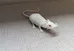 White Rubber Mouse Toy photo 1