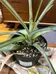Pineapple plant 🍍  photo 2