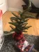 little christmas tree  photo 3