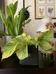 Pothos Cuttings photo 1