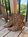 Leopard Print High Heels photo 1