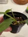 Sqamiferum baby plant photo 2