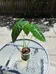 Alocasia Plant  photo 1