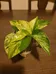 Pothos cuttings! Jade, Golden, Marble Queen, Neon photo 1